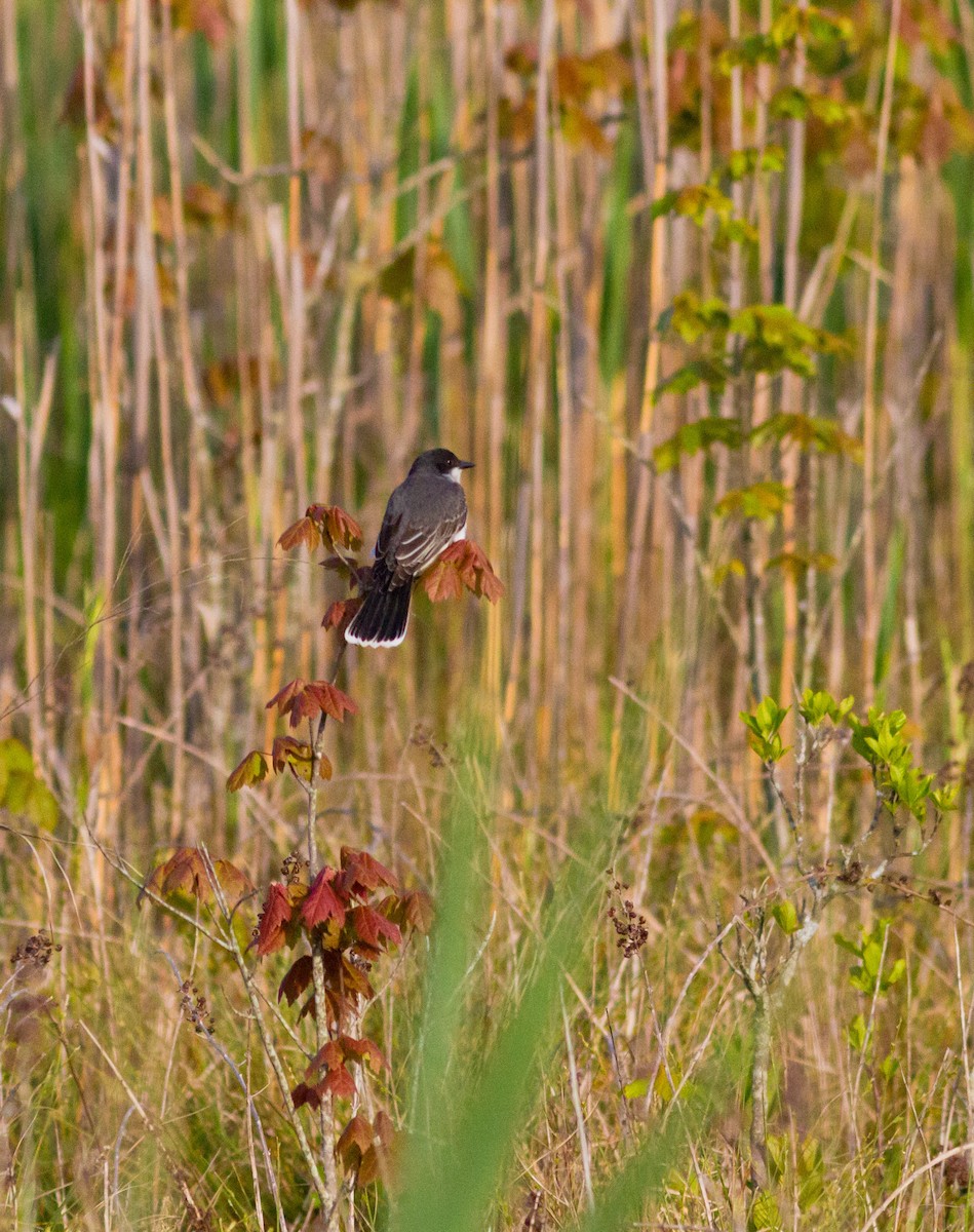 Eastern Kingbird - ML576930471