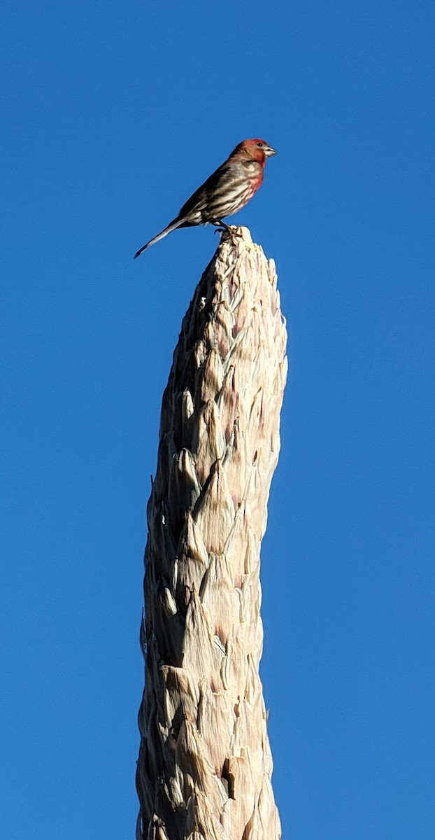 House Finch - ML576931281