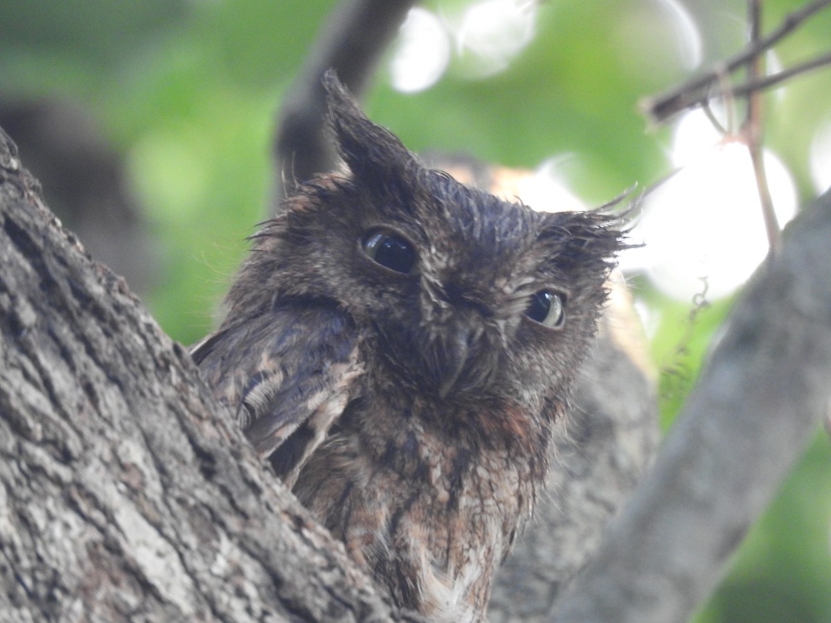 Eastern Screech-Owl - ML576932401