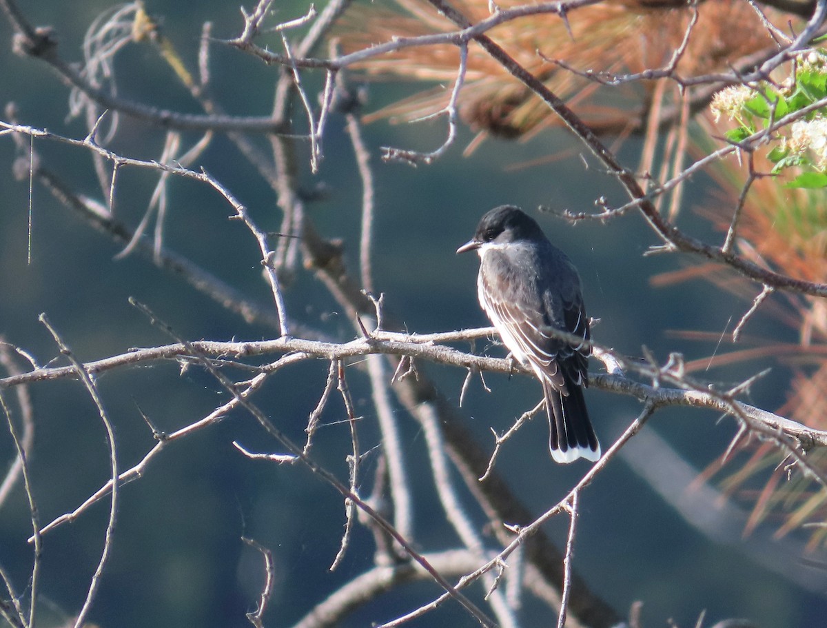 Eastern Kingbird - Sherry Gray