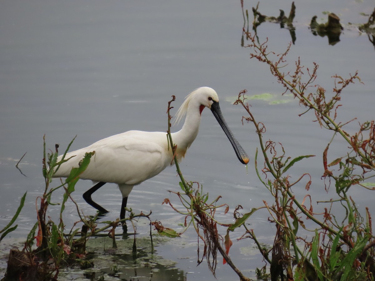 Eurasian Spoonbill - Xurxo Piñeiro Alvarez