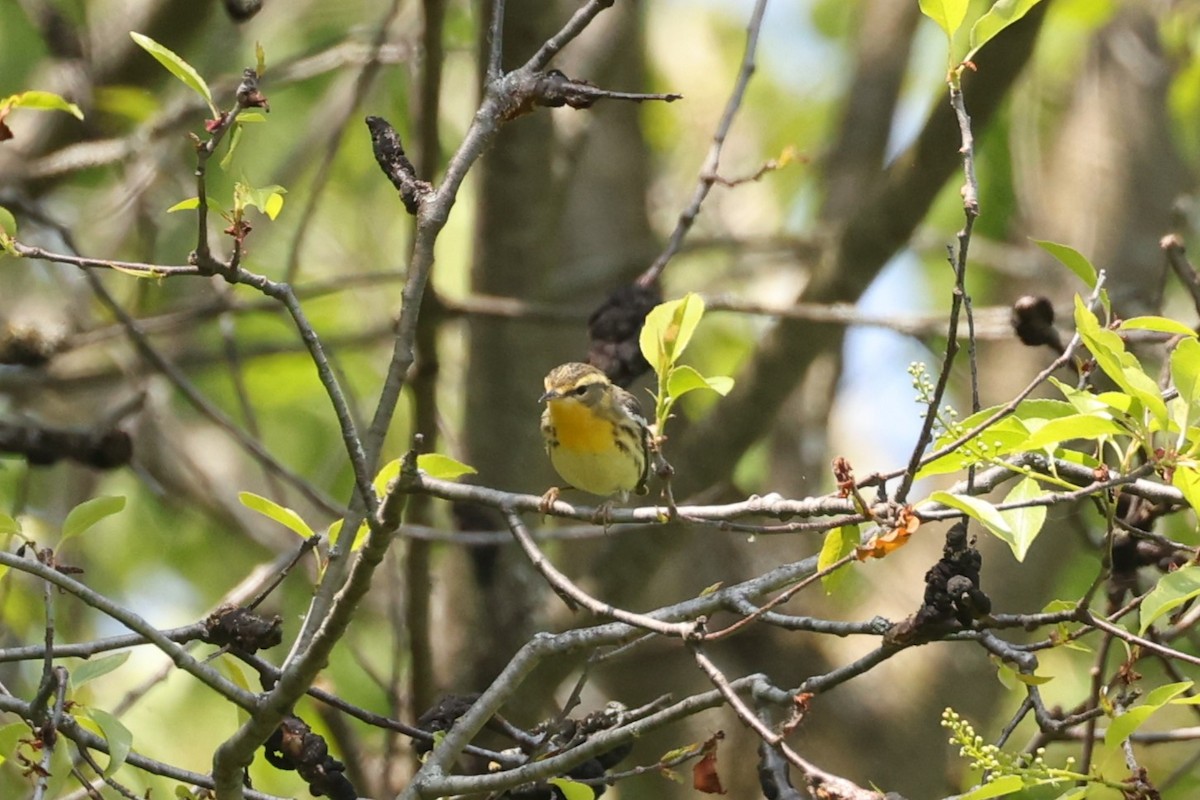 Blackburnian Warbler - Michael Gallo