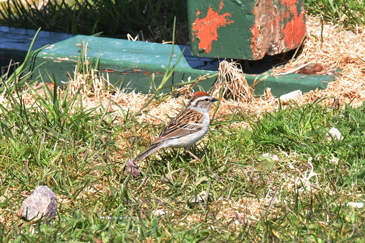 Chipping Sparrow - ML576933151