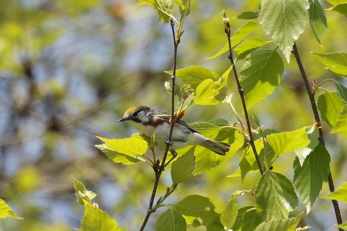 Gelbscheitel-Waldsänger - ML576933201