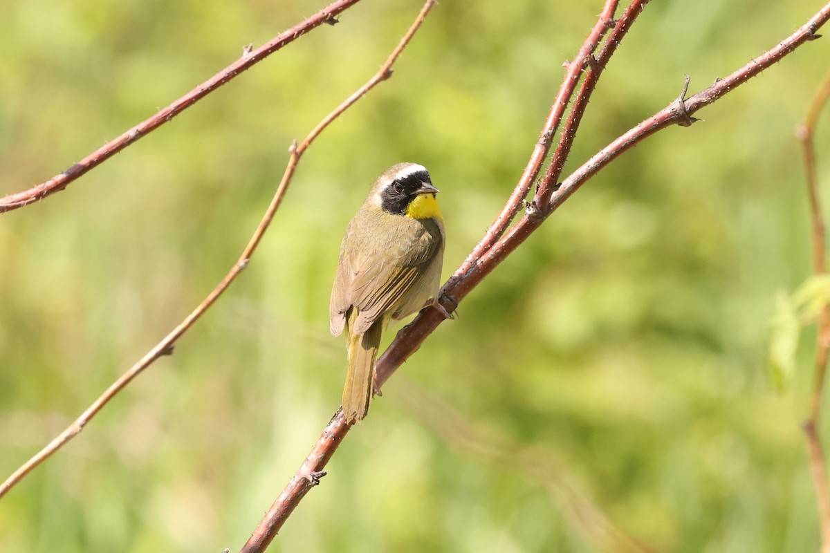 Common Yellowthroat - ML576933601