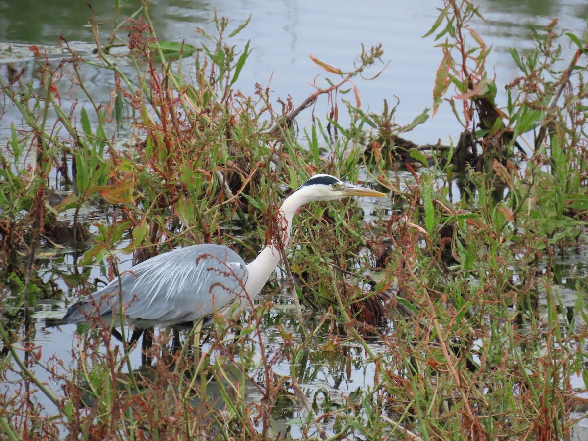 Gray Heron - Xurxo Piñeiro Alvarez