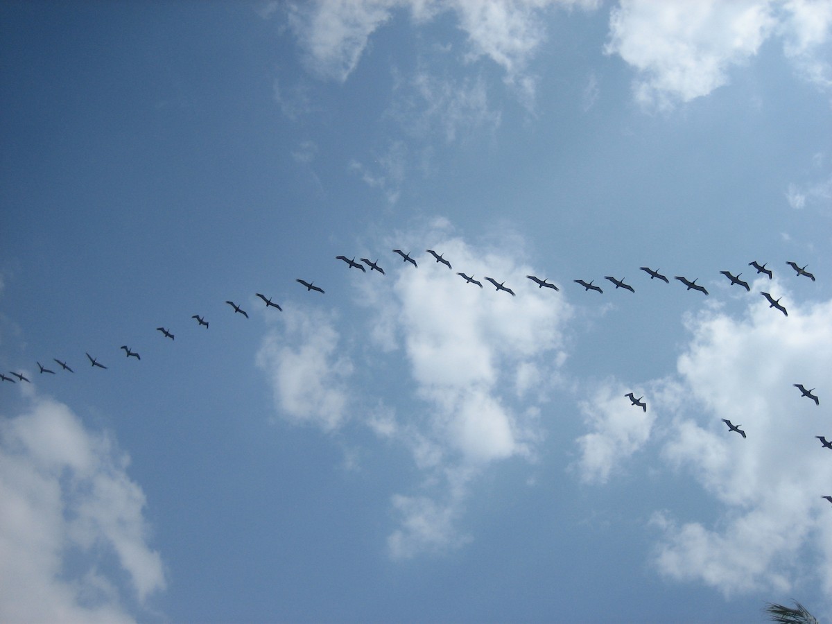 Brown Pelican - ML576934111