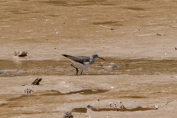 vodouš samotářský - ML576934661