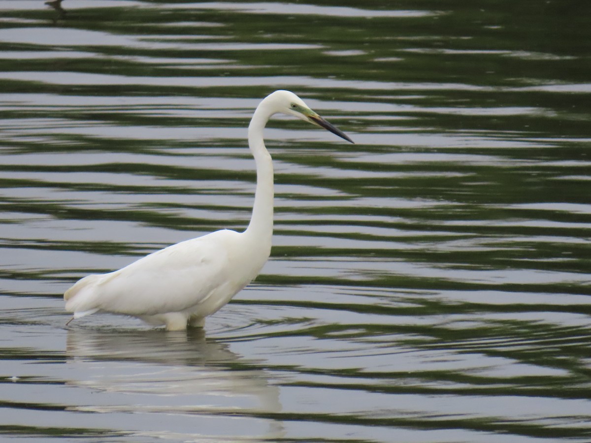 Great Egret - Xurxo Piñeiro Alvarez