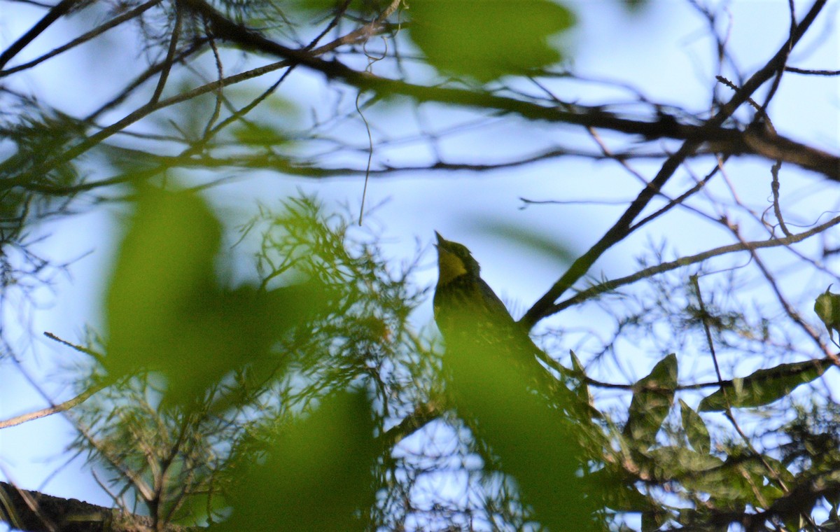 Canada Warbler - ML576935581