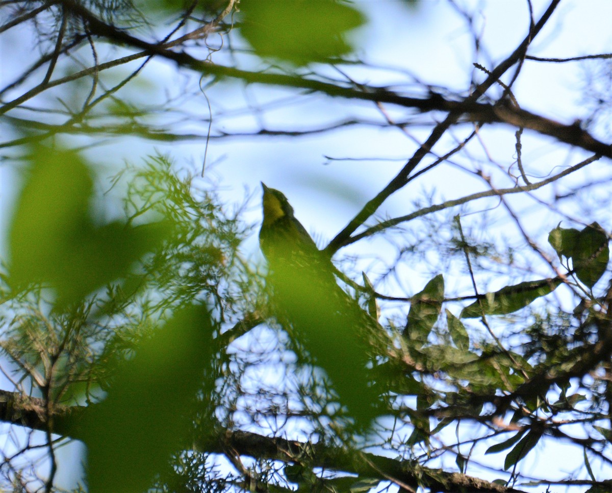 Canada Warbler - ML576935591