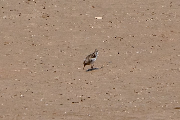 jespák drobný - ML576935771