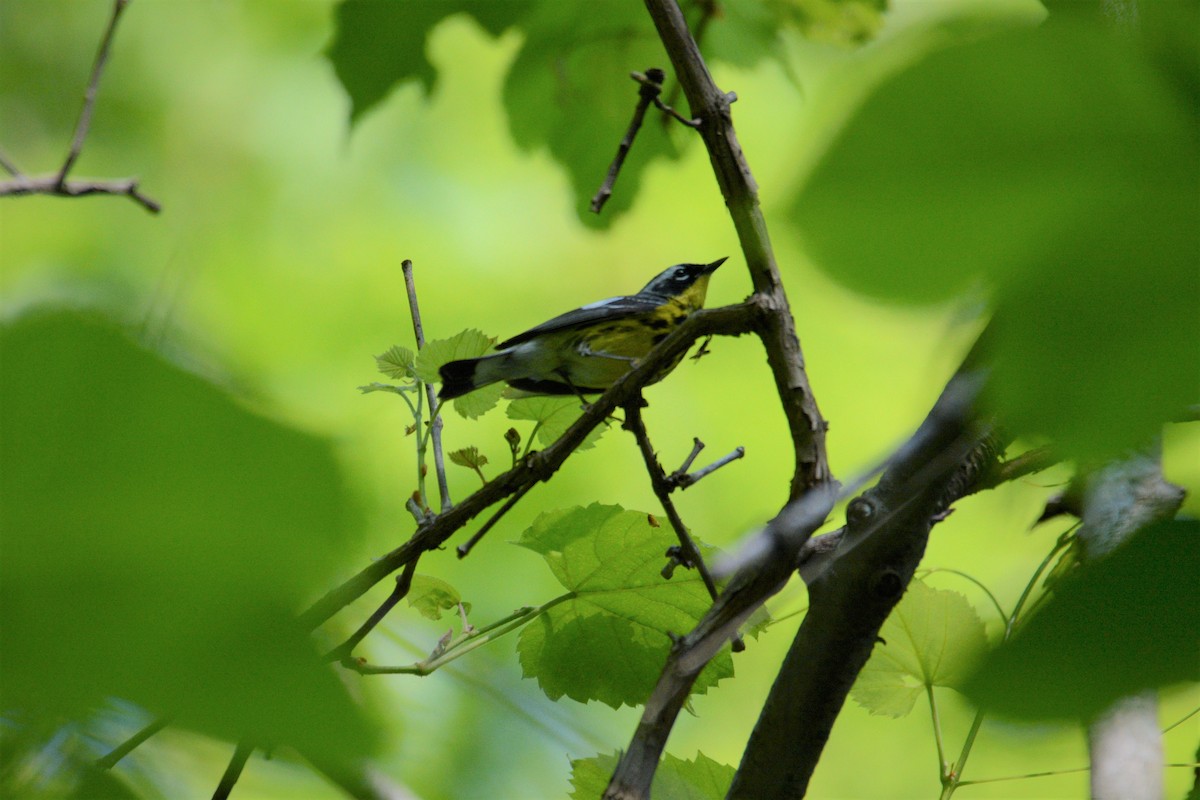 Magnolia Warbler - ML576935801