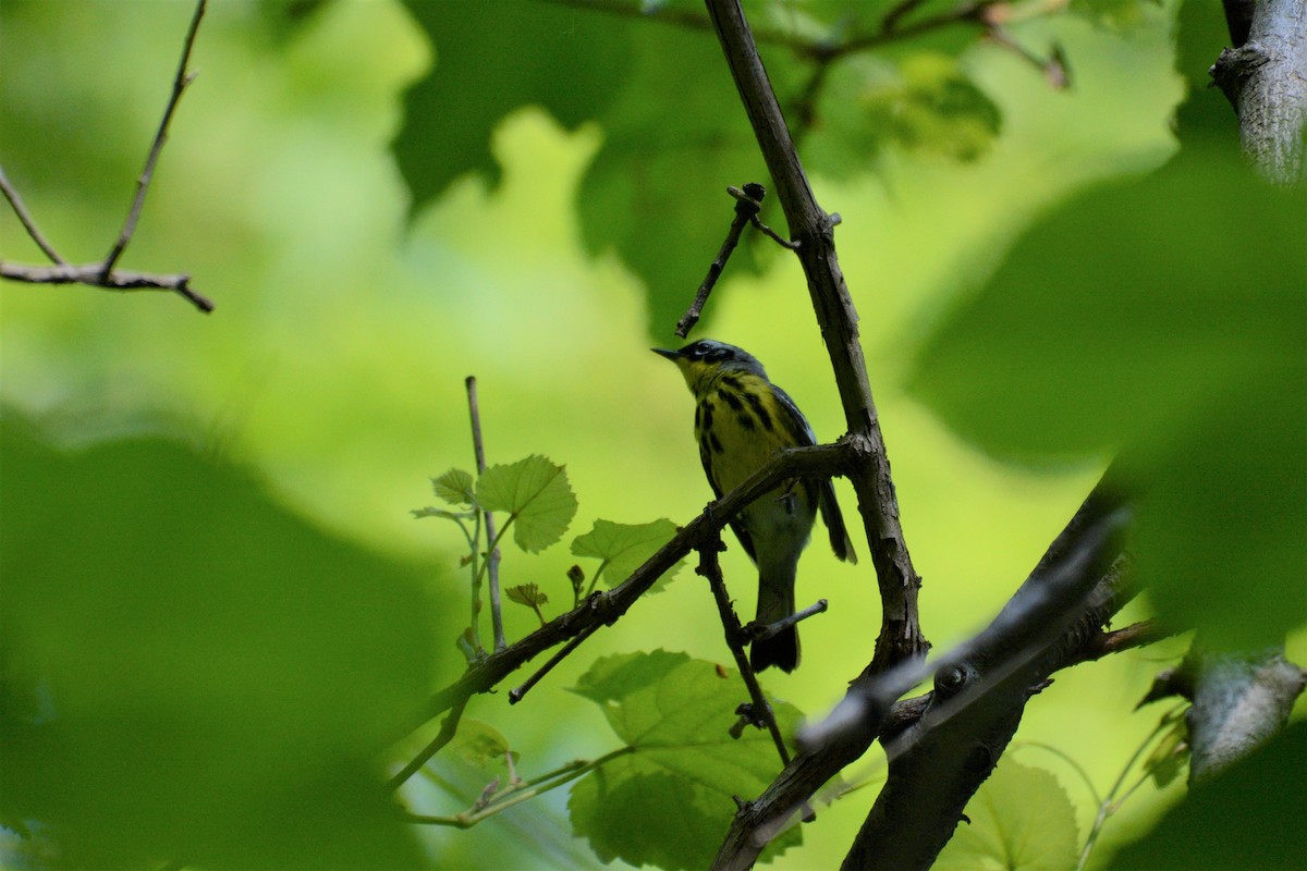 Magnolia Warbler - ML576935811