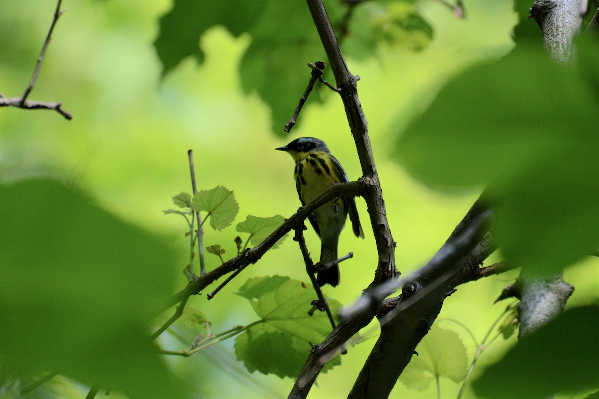 Magnolia Warbler - ML576935821