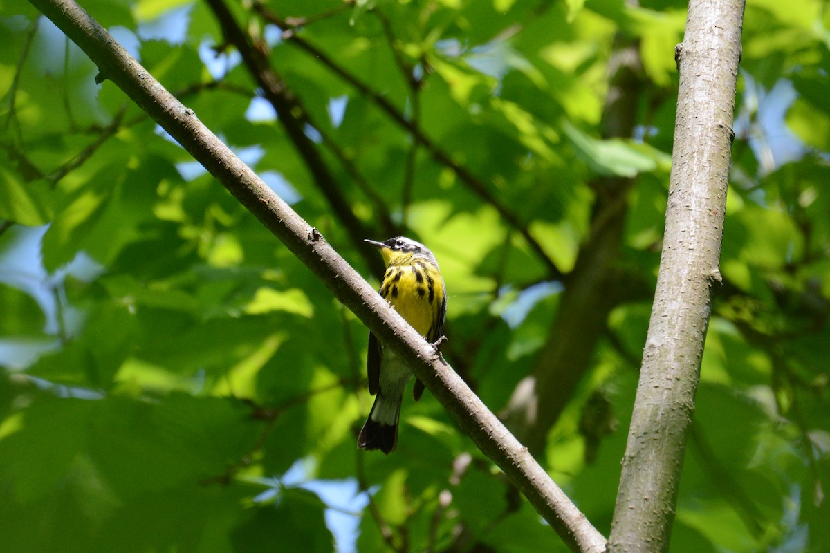 Magnolia Warbler - ML576935871