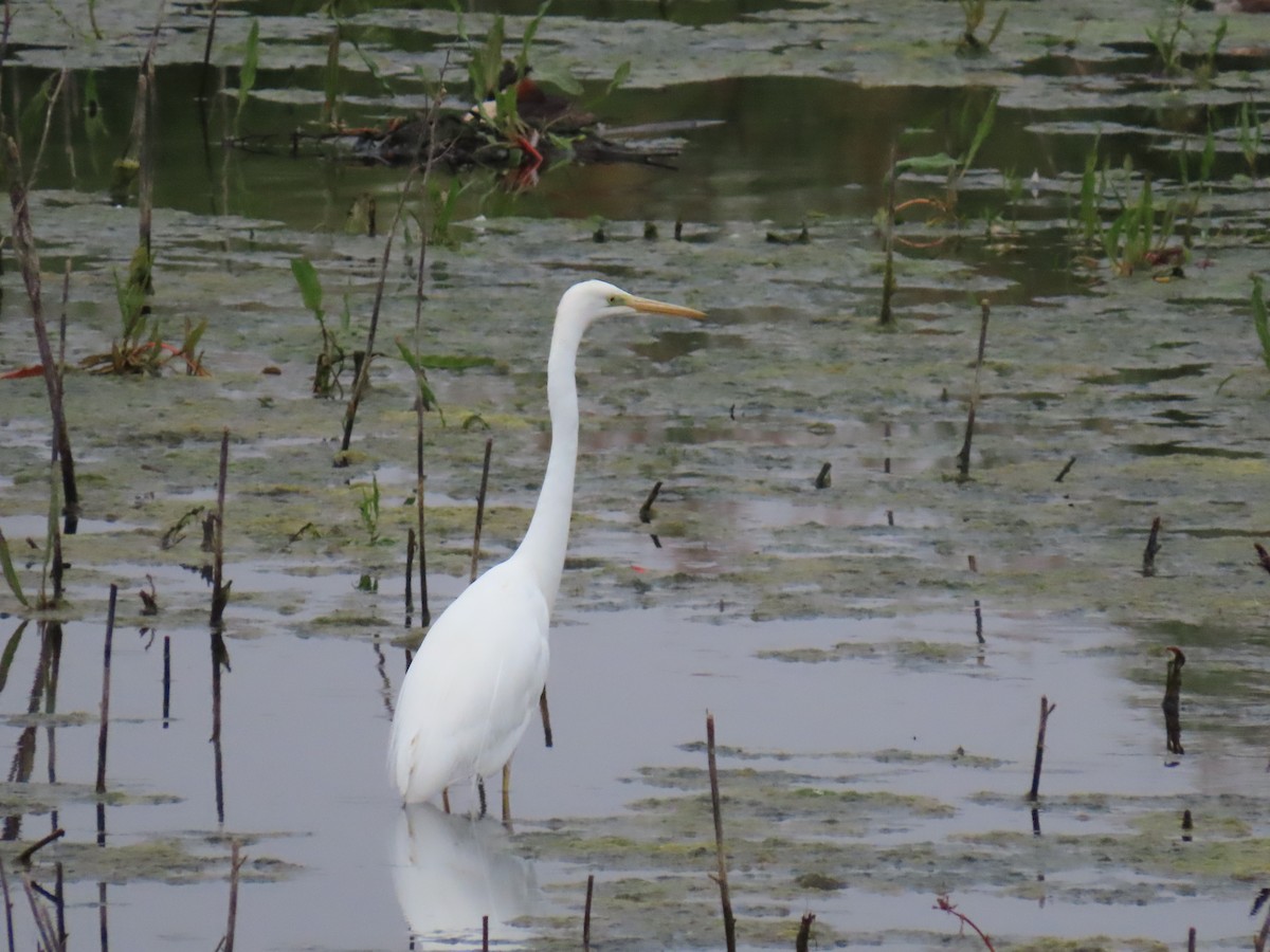 Great Egret - ML576936111