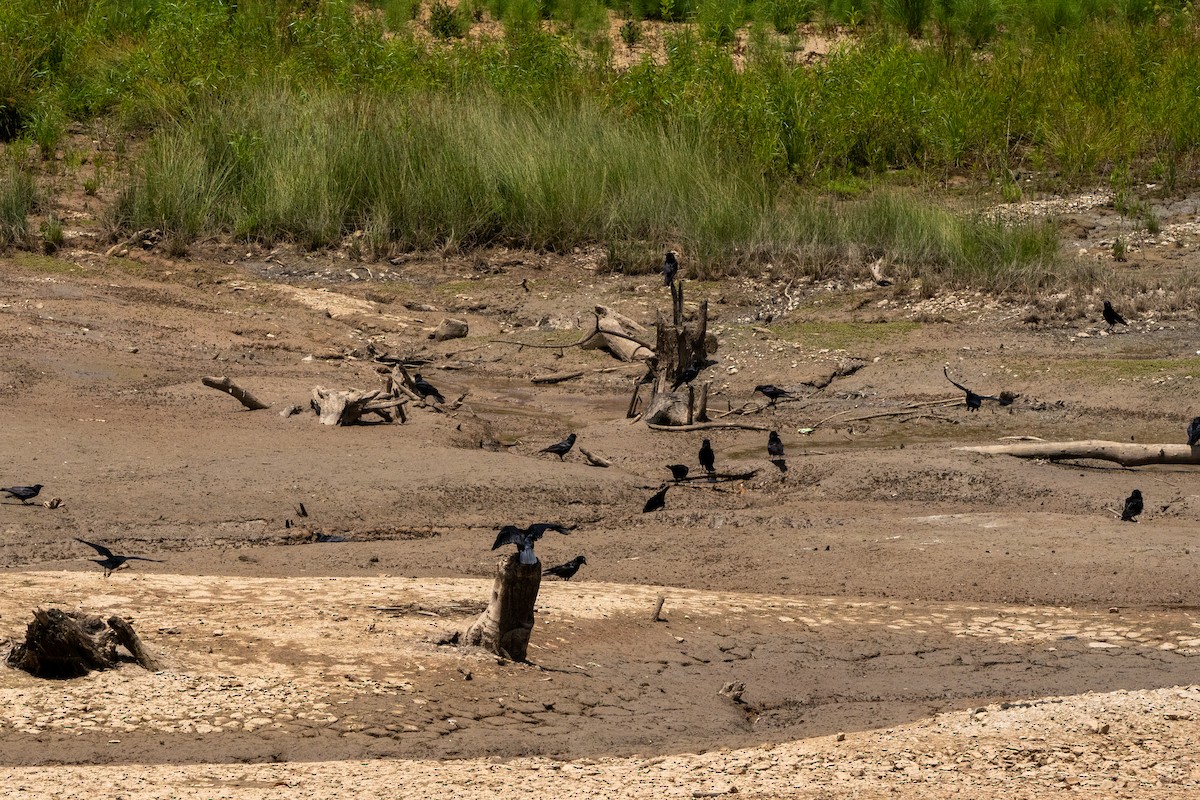 vrána americká - ML576936131