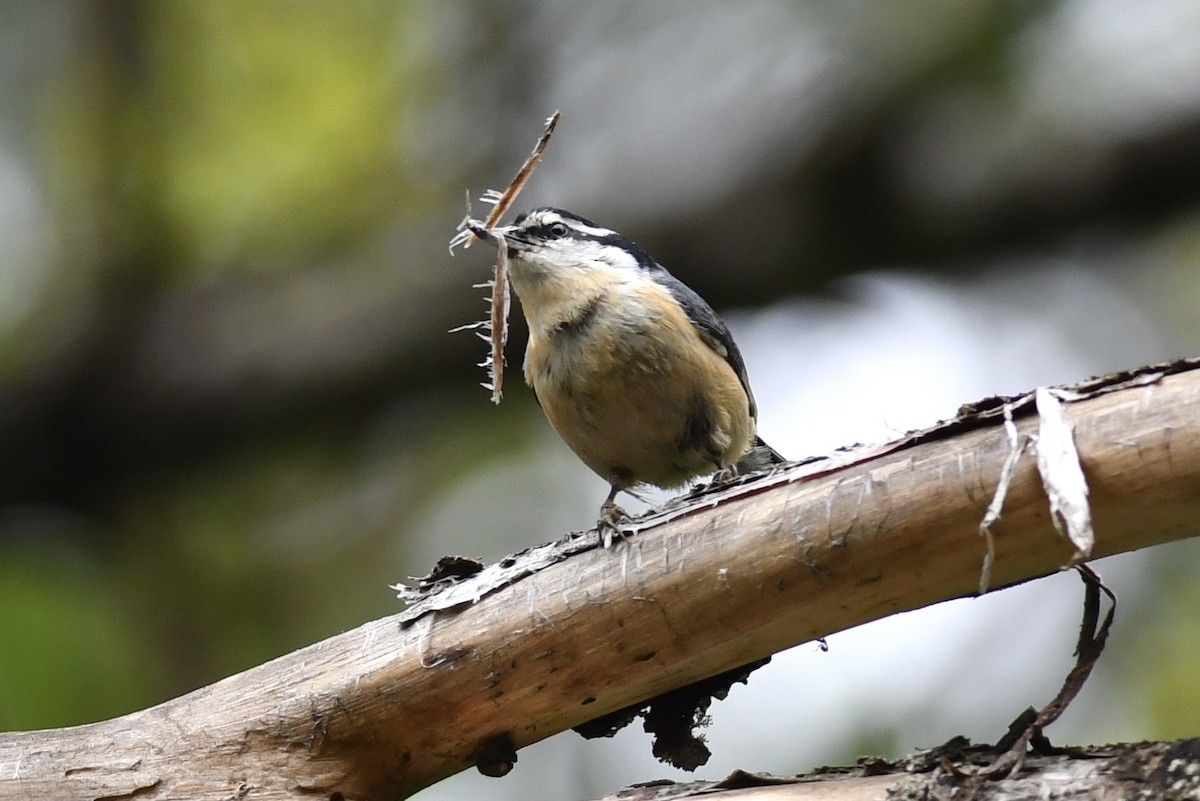 Red-breasted Nuthatch - ML576936451