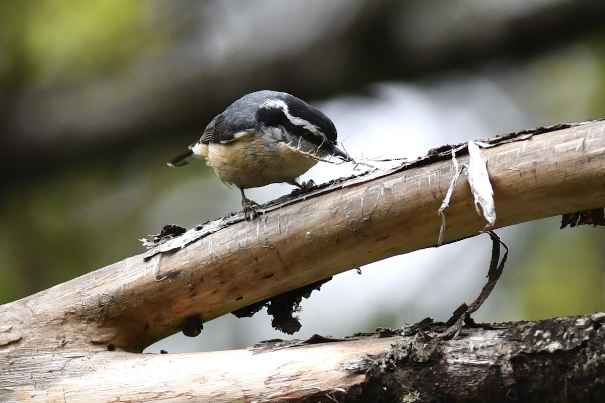 Red-breasted Nuthatch - ML576936491