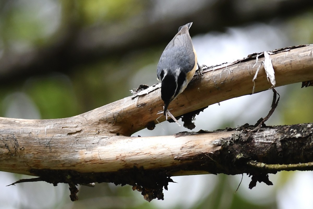 Red-breasted Nuthatch - ML576936531