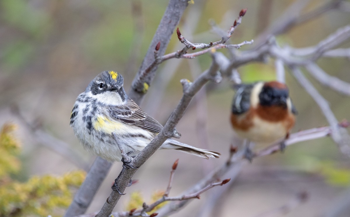 Yellow-rumped Warbler (Myrtle) - Ian Davies