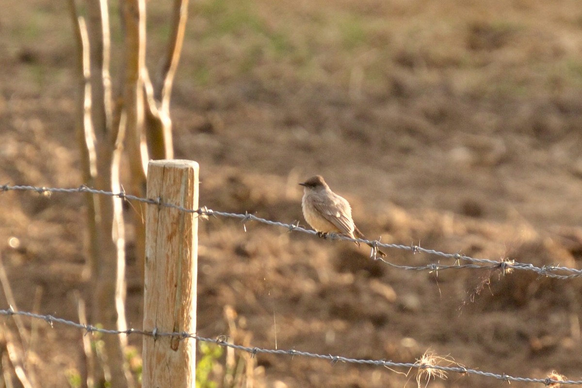 Say's Phoebe - ML57693751