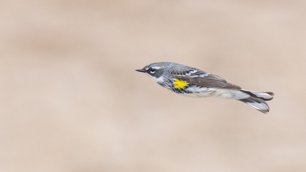 Yellow-rumped Warbler (Myrtle) - Ian Davies