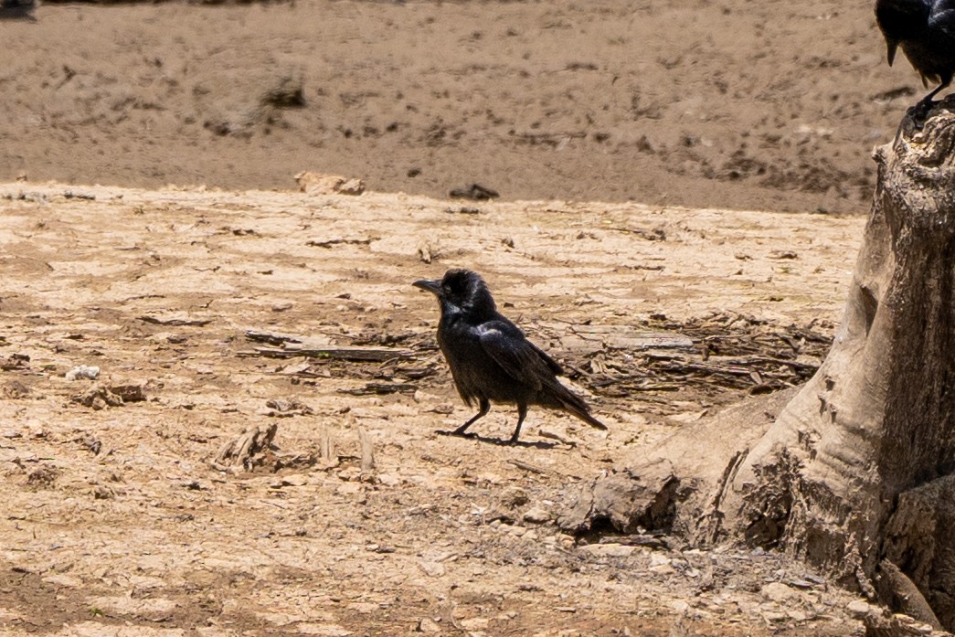 vrána rybí - ML576937571