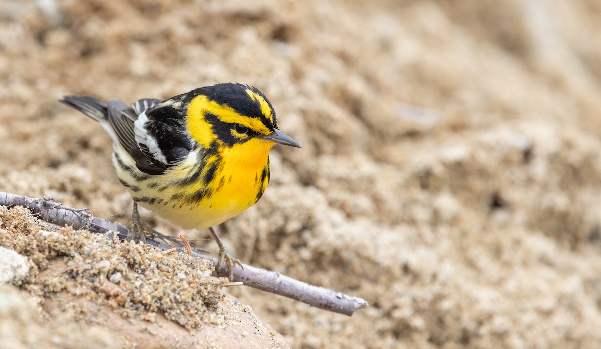 Blackburnian Warbler - Ian Davies