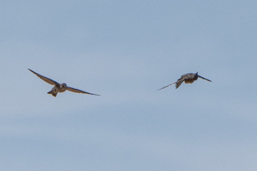 vlaštovka šedohnědá - ML576937791