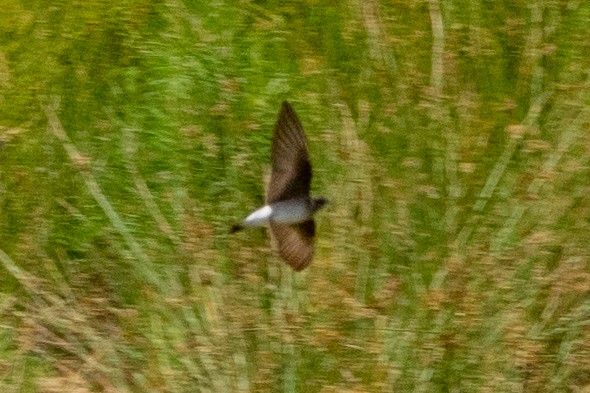 vlaštovka šedohnědá - ML576939061