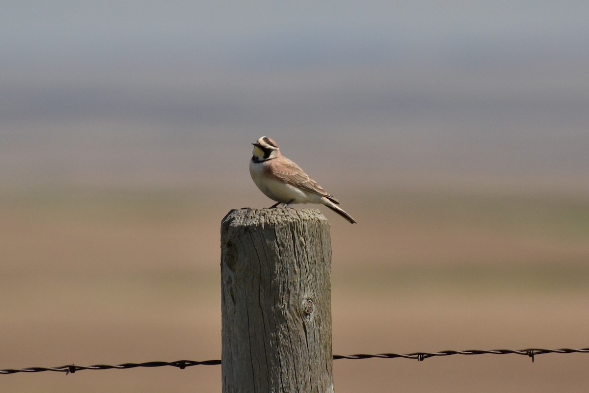 Horned Lark - ML57693911