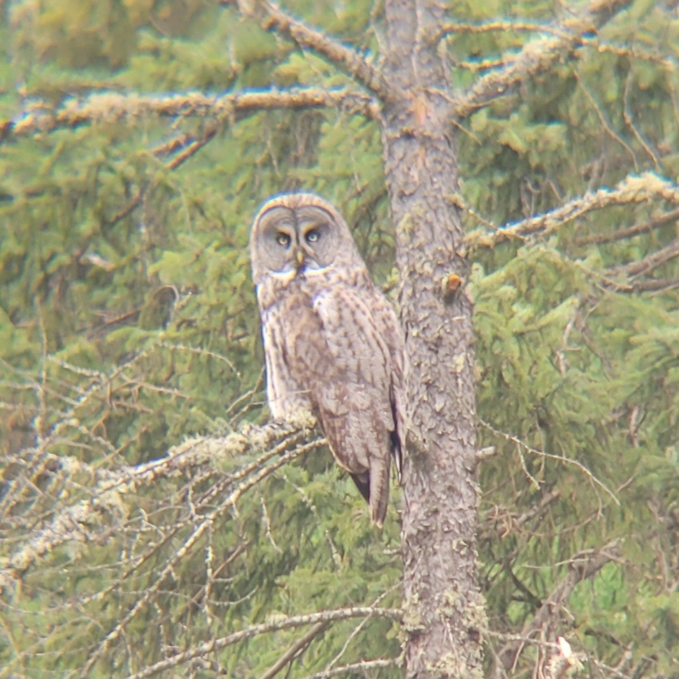 Great Gray Owl - ML576939281