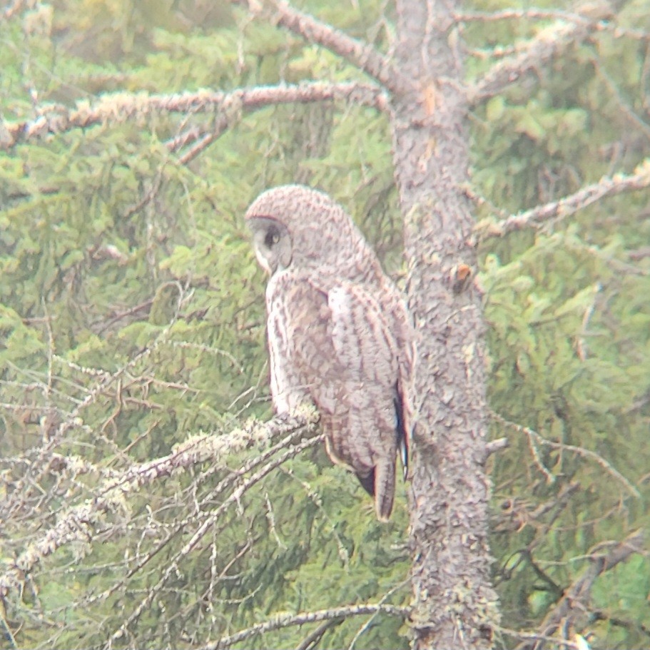 Great Gray Owl - ML576939391