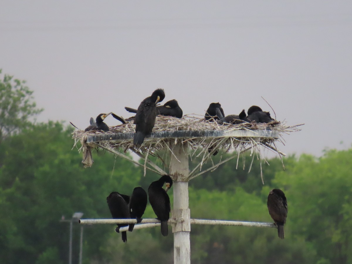 Great Cormorant - ML576939481