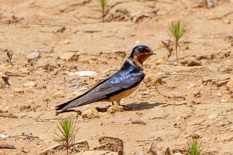 vlaštovka obecná - ML576940031