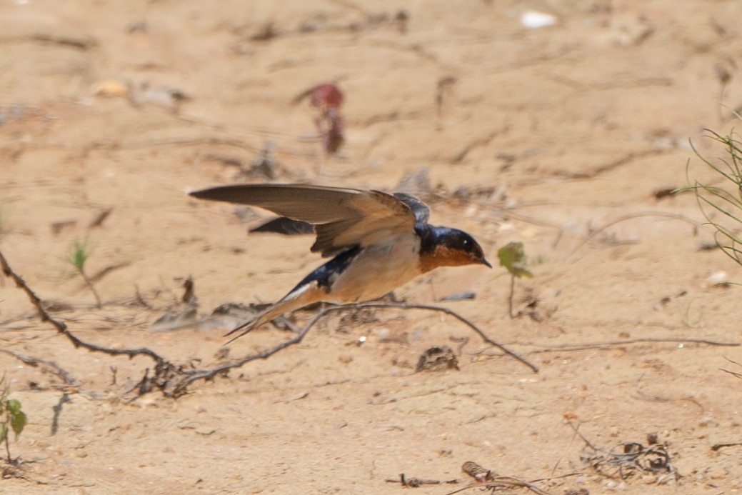 vlaštovka obecná - ML576940041