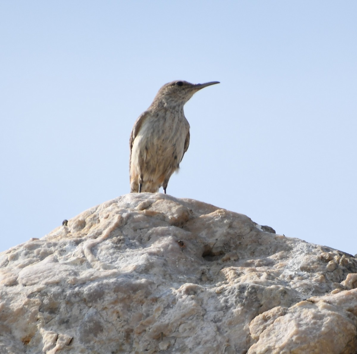 Rock Wren - Jen Cookus