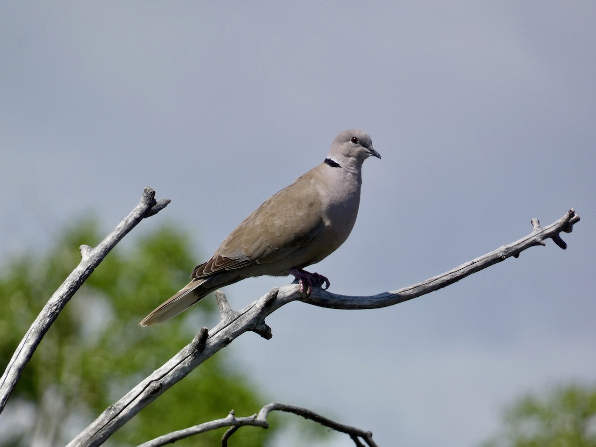 Eurasian Collared-Dove - Roberta Snow