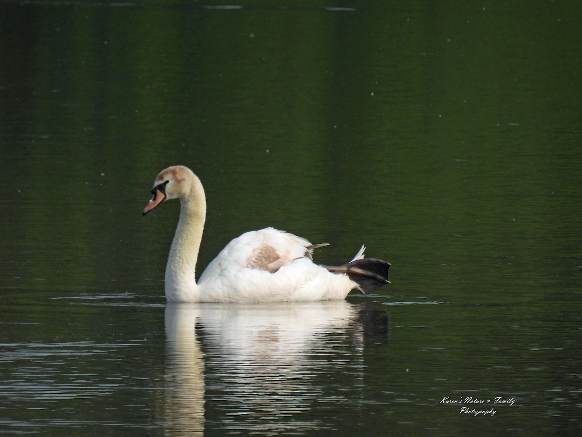 Mute Swan - ML576940491