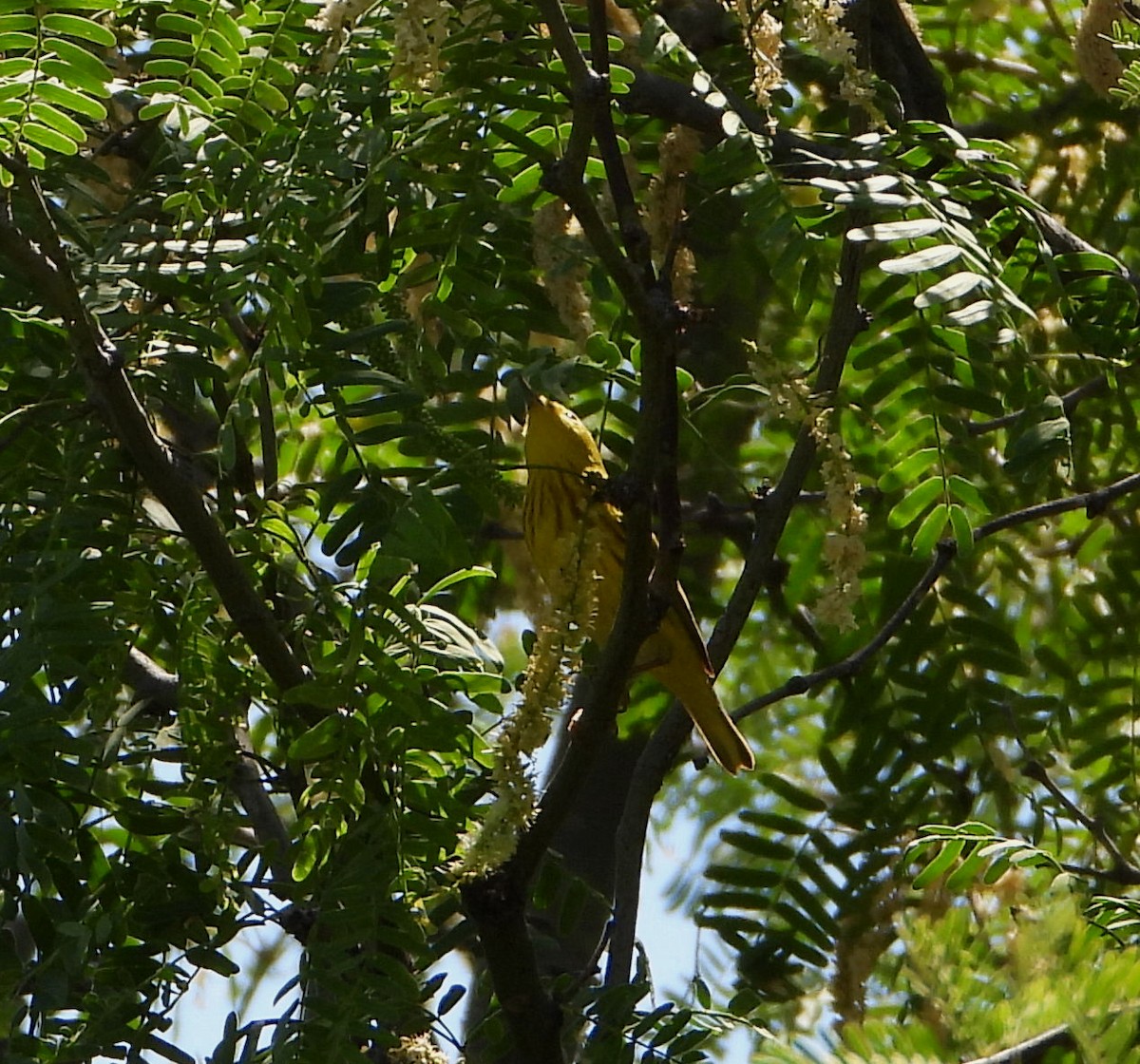 Yellow Warbler - ML576940591