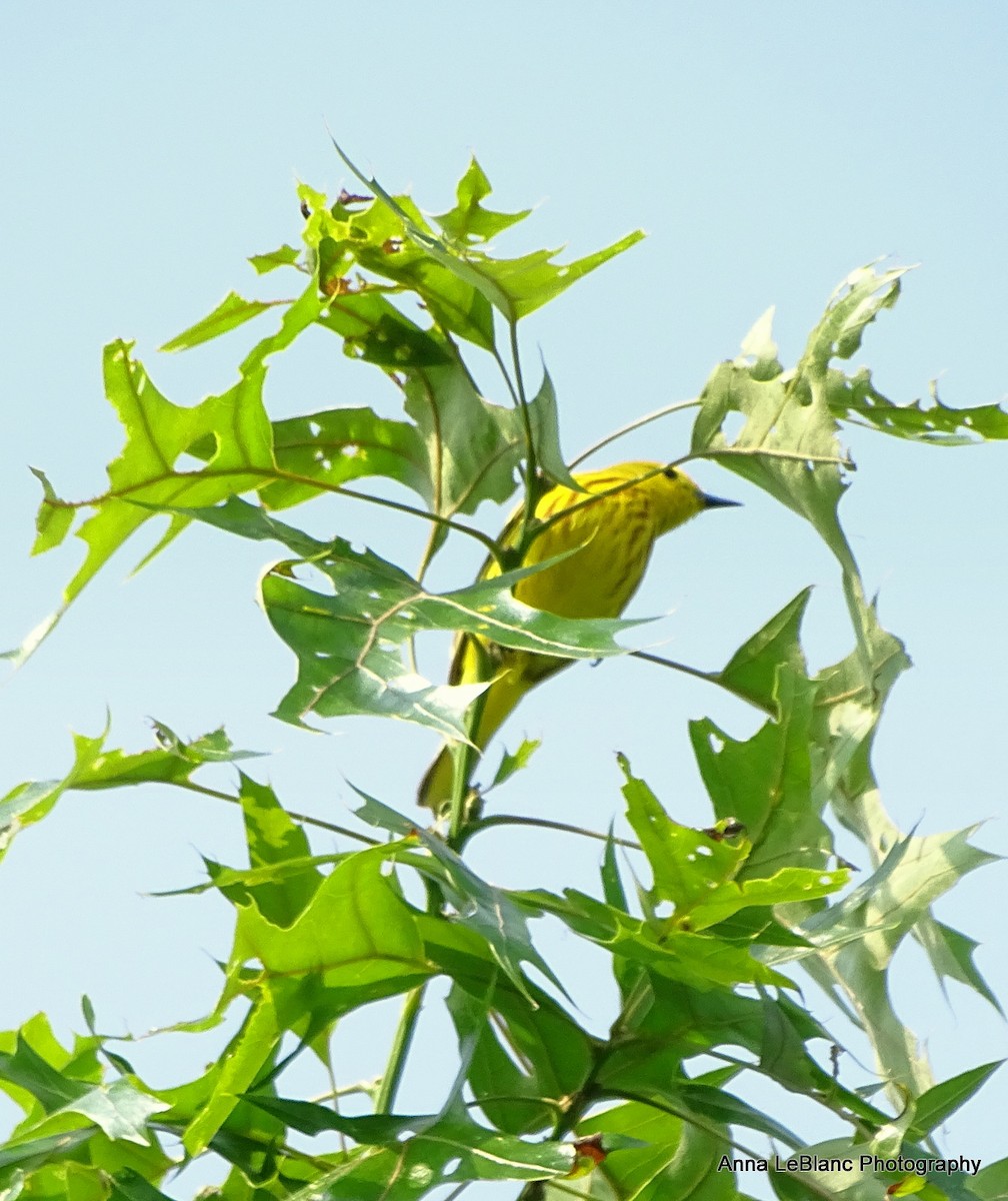 Yellow Warbler - ML576940711