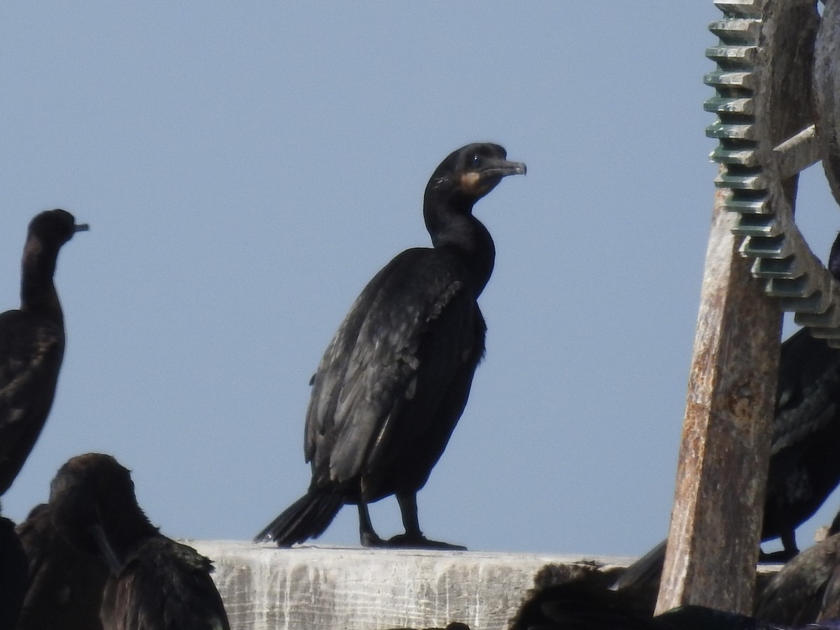 Brandt's Cormorant - ML576940761