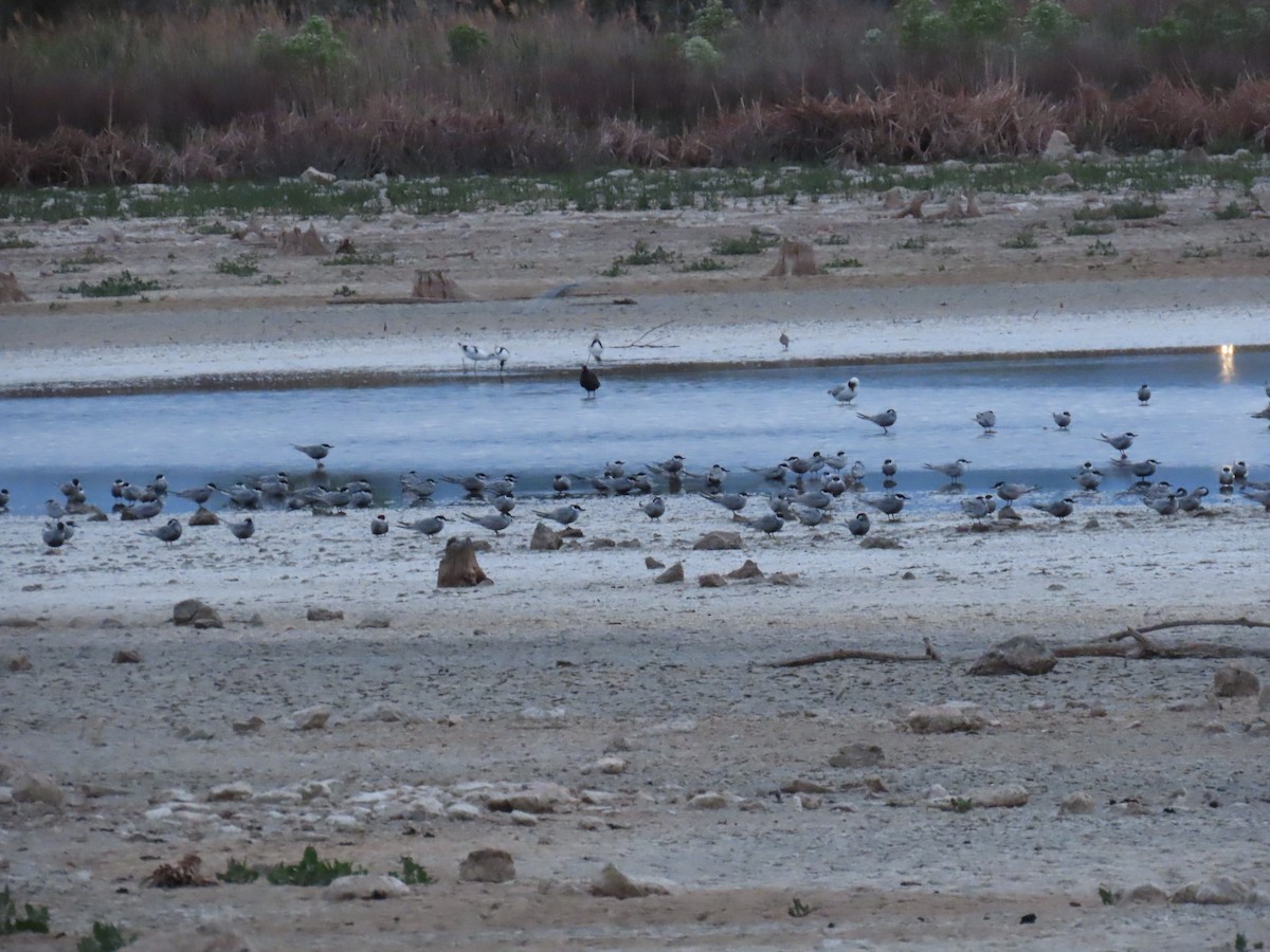 Whiskered Tern - ML576942351