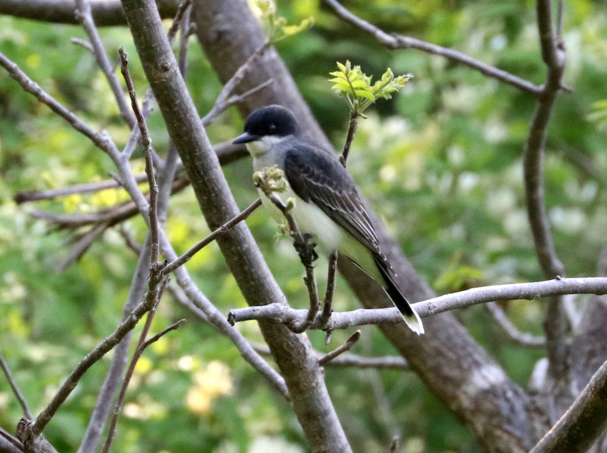 Eastern Kingbird - Mark Brown