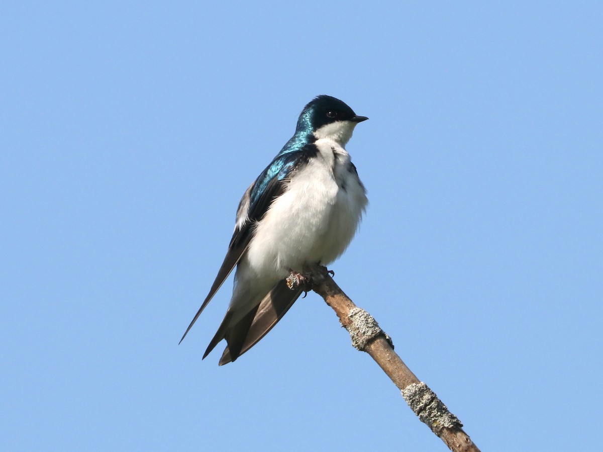 Golondrina Bicolor - ML576942741