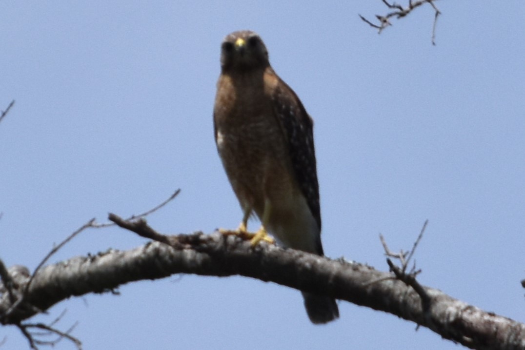 Red-shouldered Hawk - ML576944221