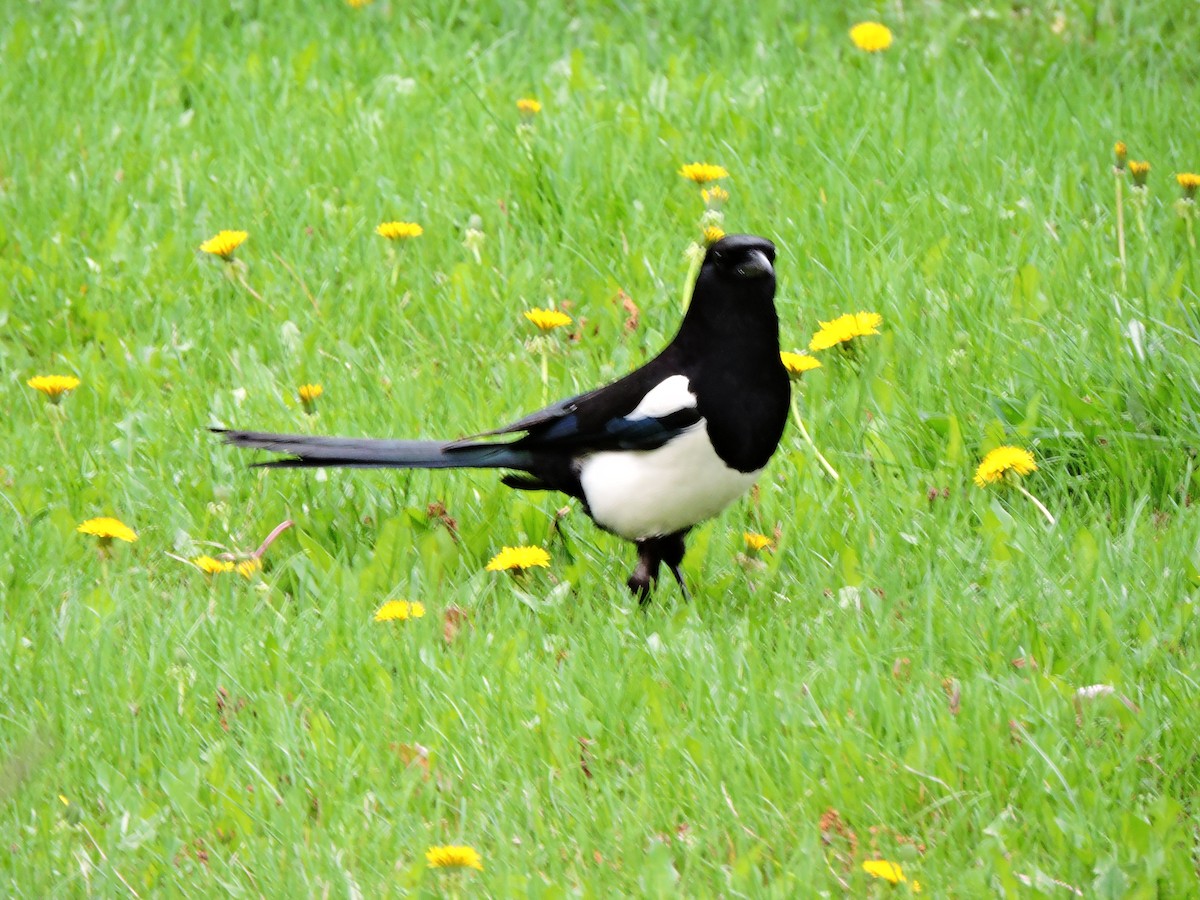 Black-billed Magpie - ML576944381