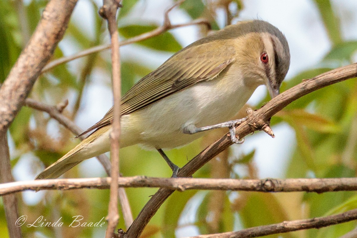 Red-eyed Vireo - Gerry and Linda Baade